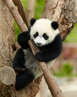 Bébé panda sur une branche