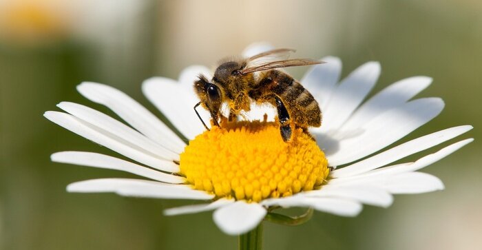 Tableau  Bee or honeybee on white flower of common  daisy