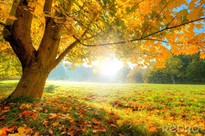 Tableau  Bel arbre d'automne avec des feuilles sèches tombées