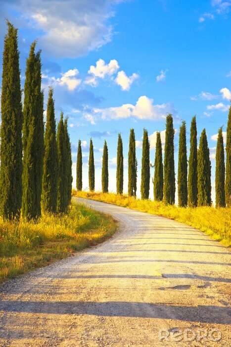 Tableau  Belle avenue bordée d'arbres en Toscane
