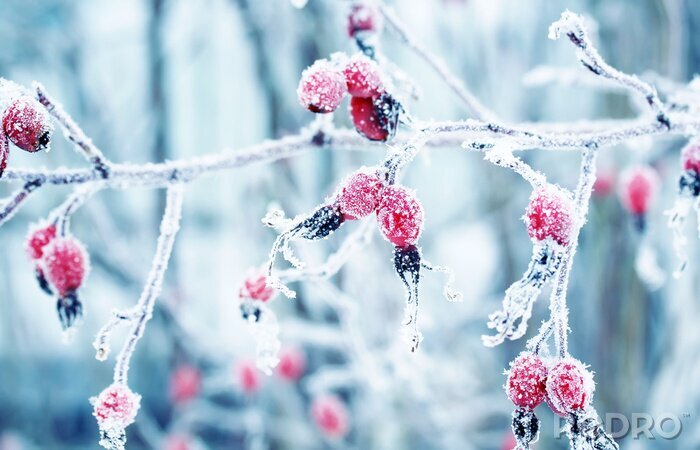 Tableau  belle branche colorée avec des baies rouges mûrs de rose sauvage recouverte de cristaux givrés blancs de givre dans le jardin d'hiver