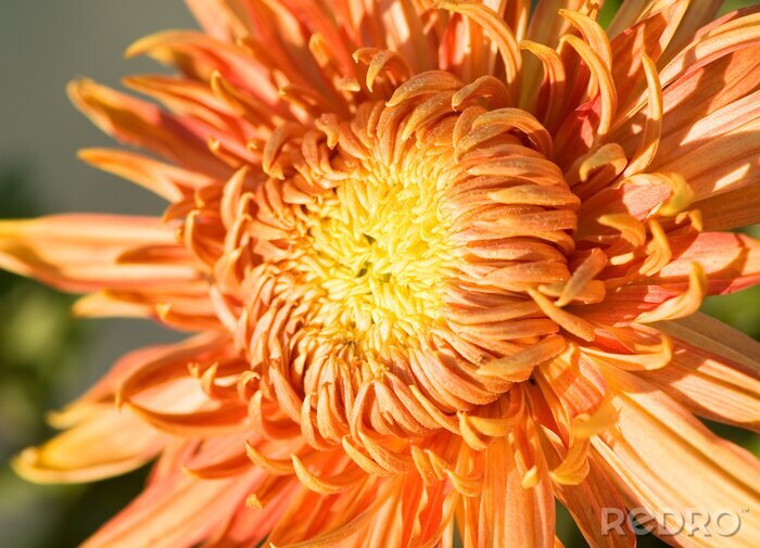 Tableau  Belle fleur d'oranger