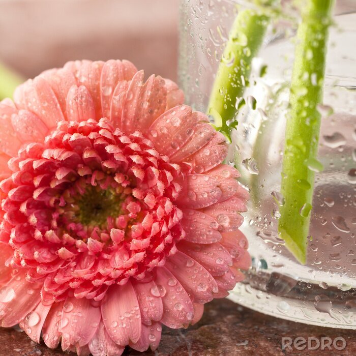 Tableau  Belle fleur gerbera gros plan