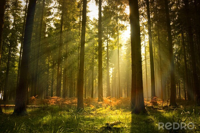 Tableau  Belle Forêt