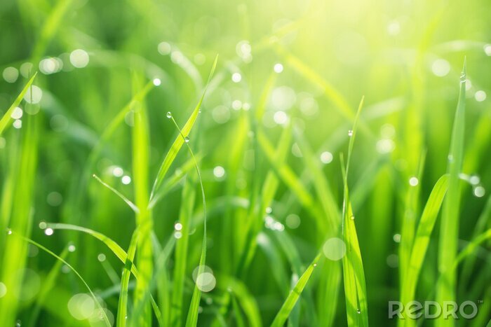 Tableau  belle nature herbe verte avec des gouttes de pluie avec fond de soleil du matin