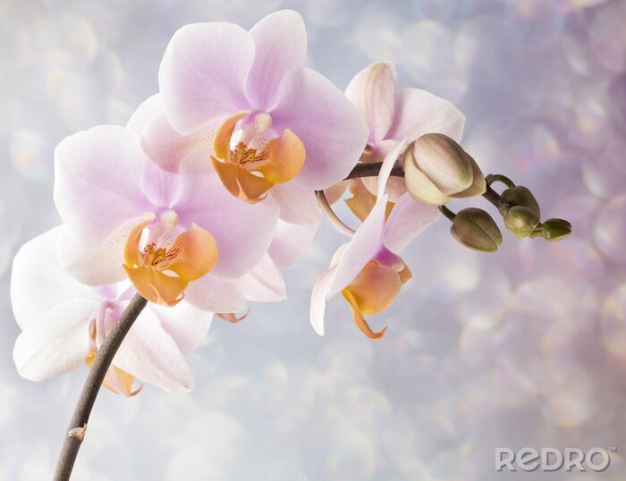Tableau  Belle orchidée rose sur un fond gris.