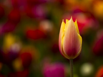 Tableau  Belle tulipe