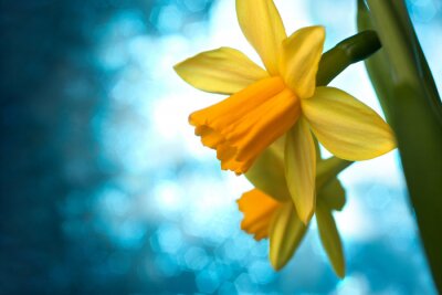 Tableau  Belles narcisse jaune jonquille ou fleurs fond