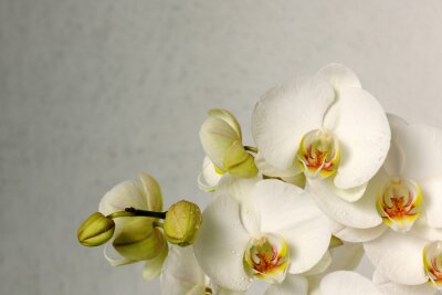 Tableau  belles orchidées