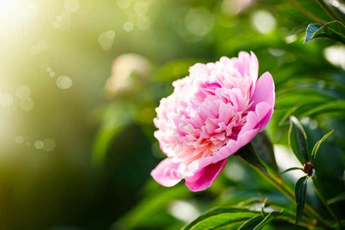 Tableau  belles pivoines roses en fleurs