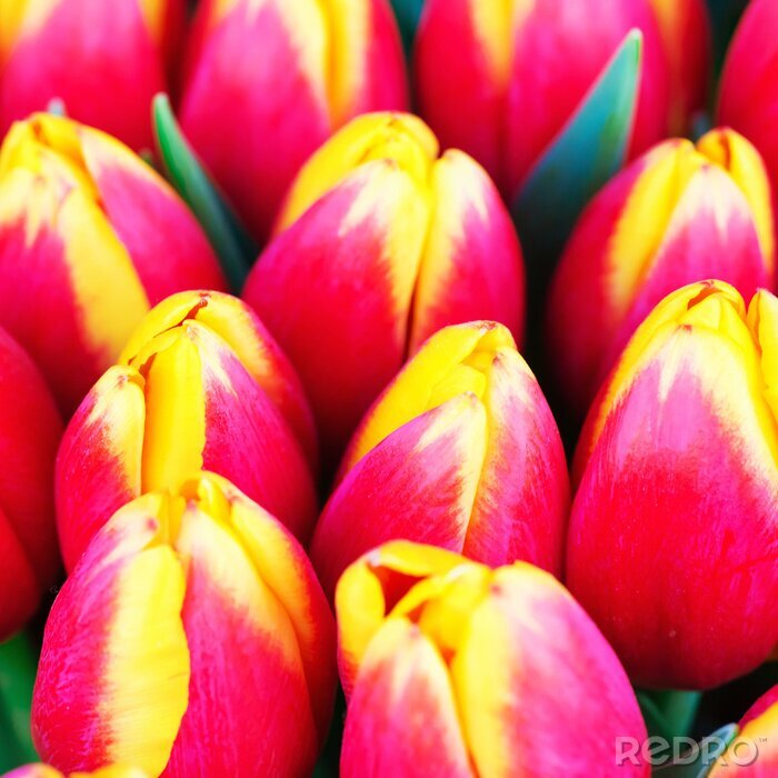 Tableau  Belles tulipes de printemps