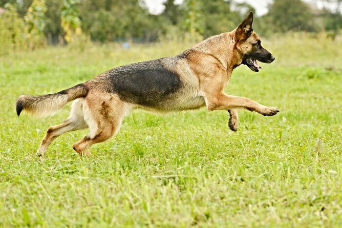 Tableau  Berger allemand en train de sauter