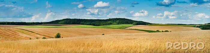 Tableau  big panoramic view of landscape of wheat field, ears and yellow and green hills