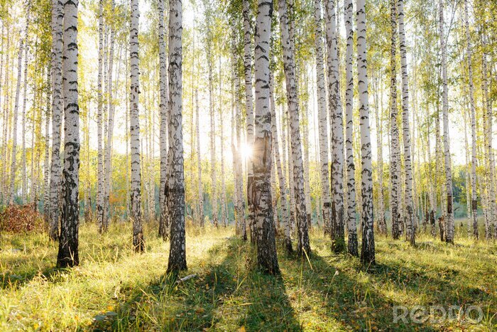 Tableau  Birch tree grove in golden sunlight. Trunks with white bark and yellow leaves. Natural forest scenery in early autumn. Ural, Russia