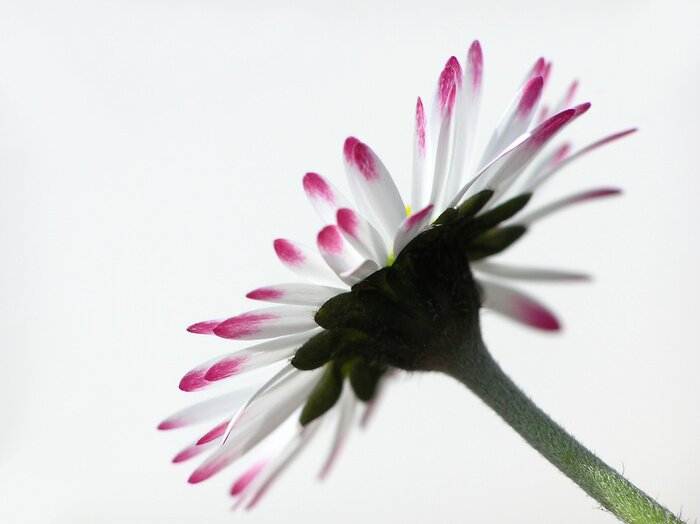 Tableau  blanc et rouge marguerite