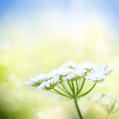 Tableau  Blanc fleur de carotte sauvage sur fond de printemps
