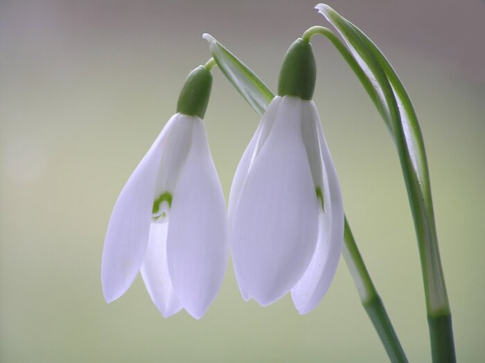 Tableau  blanc perce-neige