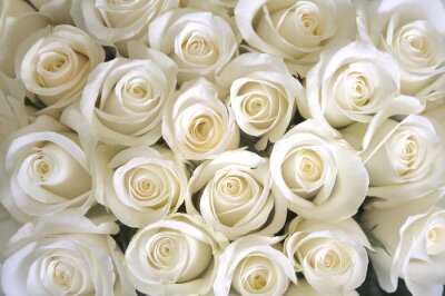 Blanc, roses, fond