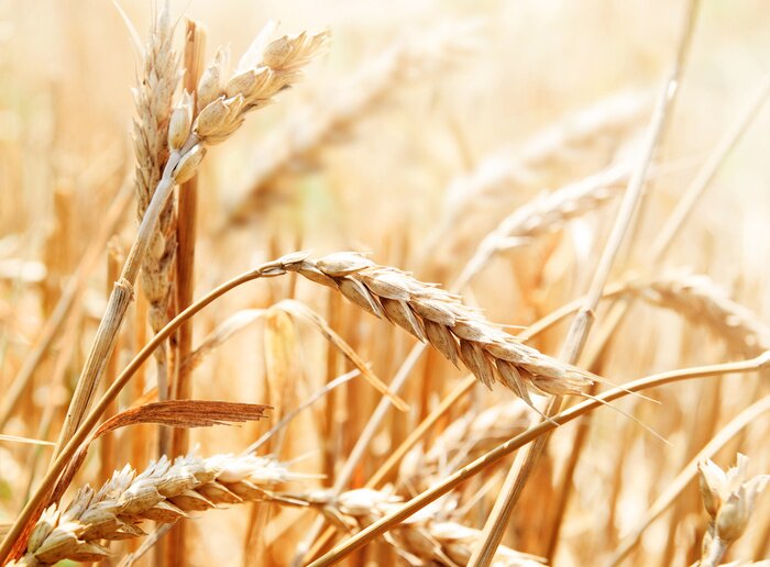 Tableau  Blé et nature