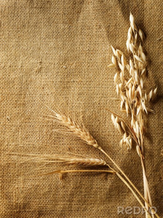 Tableau  Blé sur fond de texture