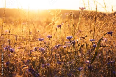 Bleuets dans une prairie ensoleillée
