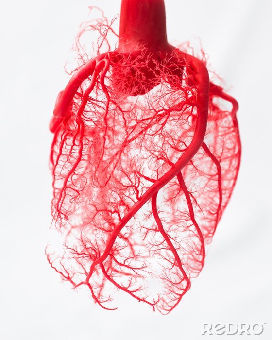 Tableau  Blood vessel system of an heart 