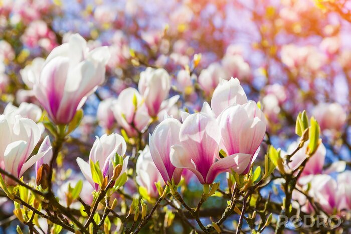 Tableau  Blooming magnolia flowers in the Keukenhof park