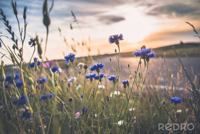 Tableau  Blooming papes sauvages, cornflower et camomille sur la prairie à l'été