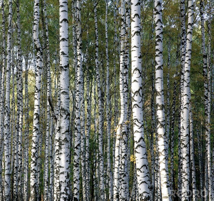Tableau  Bosquet avec bouleaux