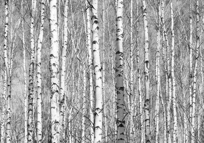 Tableau  Bosquet dense de bouleaux