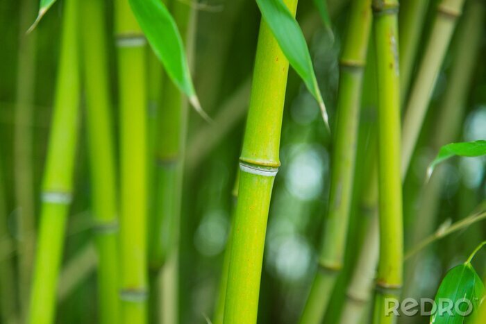 Tableau  Bosquet vert de bambou