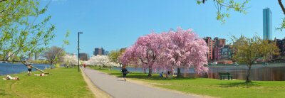 Tableau  Boston Esplanade au printemps