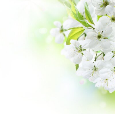 Botte de fleurs blanches