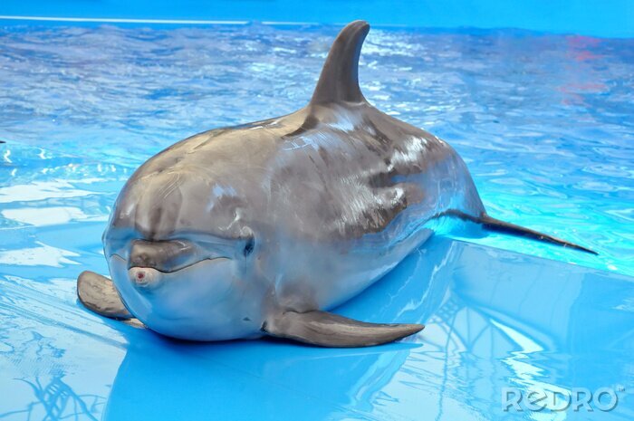 Tableau  bottlenose dolphin in blue water