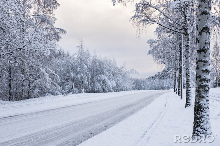 Tableau  Bouleaux au bord de la route couverte de neige