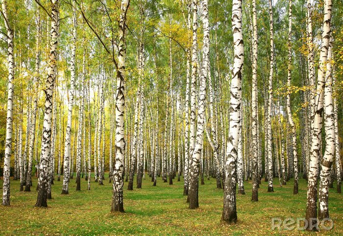 Tableau  Bouleaux au début de l'automne