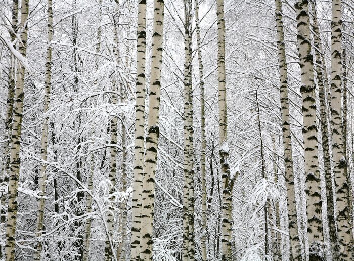Tableau  Bouleaux aux couleurs de l'hiver