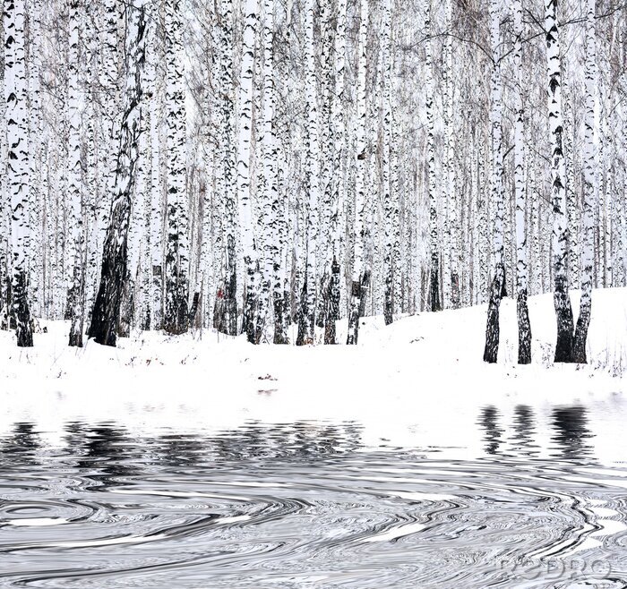 Tableau  Bouleaux d'hiver et lac