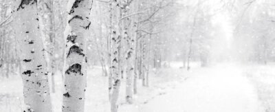 Bouleaux d'hiver plantés près de la route