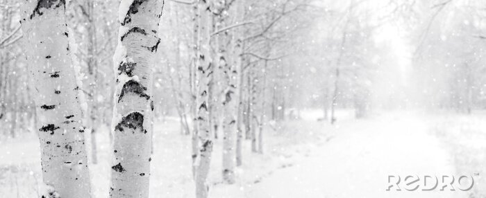 Tableau  Bouleaux d'hiver plantés près de la route