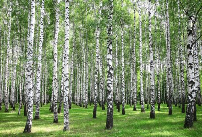 Papier peint  Bouleaux de la forêt par une journée ensoleillée