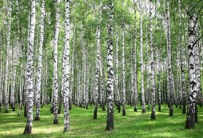 Tableau  Bouleaux de la forêt par une journée ensoleillée