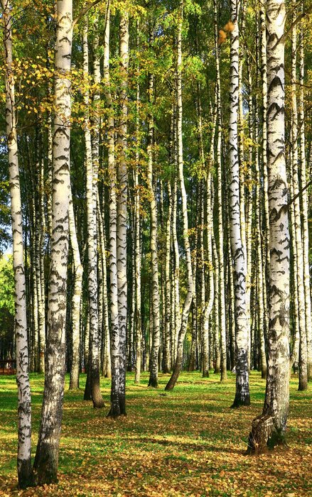 Tableau  Bouleaux du début de l'automne