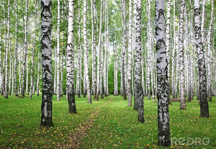 Tableau  Bouleaux et feuilles sur l'herbe
