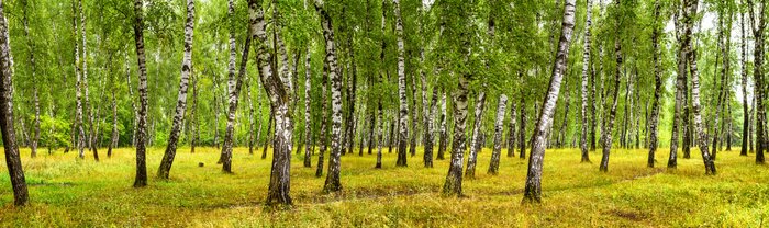 Tableau  Bouleaux noirs et blancs dans la forêt