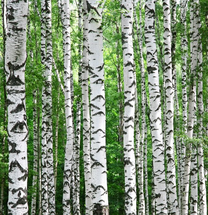 Tableau  Bouleaux noirs et blancs sur fond vert