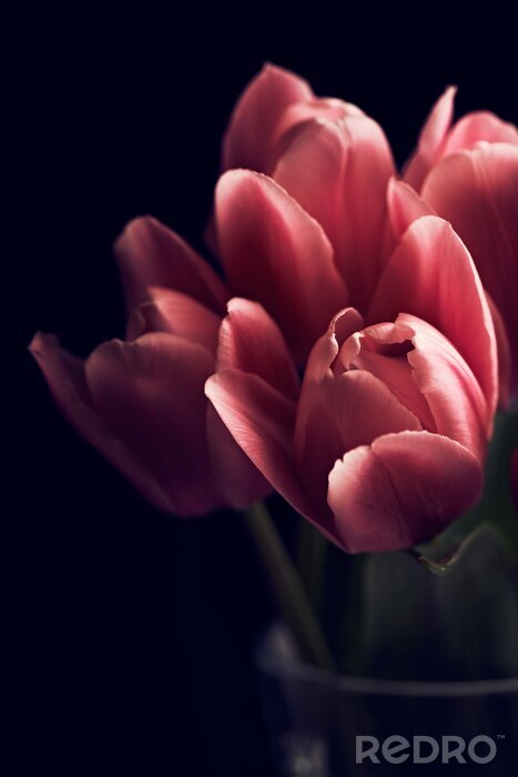 Tableau  Bouquet de tulipes, de près