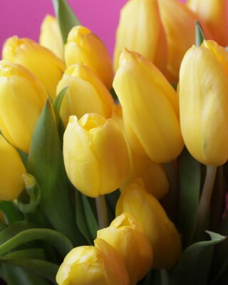 Tableau  Bouquet de tulipes jaunes