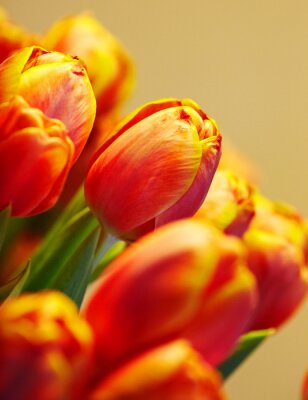 Tableau  bouquet de tulipes orange sur fond de la même couleur