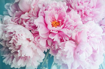 Tableau  Bouquet frais de pivoines roses roses fleurs de pivoine, blanc avec effet bleu brillent. Pastel papier peint floral, fond de pétales de fleurs. Couleur tendance. Bloom amour concept. Carte, texte, cop